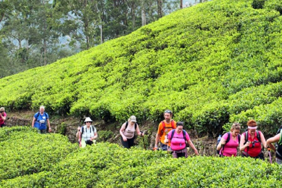 Tea estates in Sri Lanka 